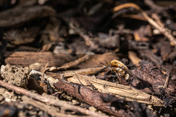 Dark-edged bee-fly, Bombylius major, washing proboscis against background of wood bark