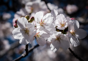 Beautiful Sakura Flowers in the Cherry Blossom