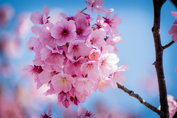 Beautiful Sakura Flowers in the Cherry Blossom