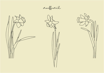 Vector Illustration of Flowers, Daffodil