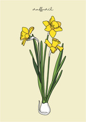 Vector Illustration of Flowers, Daffodil