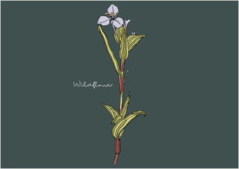 Vector Illustration of Wild Flowers