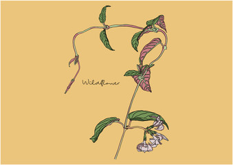 Vector Illustration of Wild Flowers
