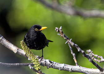 Common Blackbird (Turdus merula), Greece
