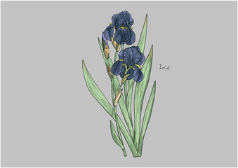 Vector Illustration of Flowers, Violet Iris