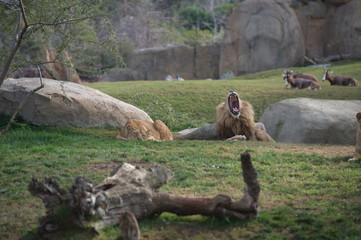 Lion lying with his mouth open