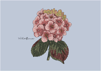Vector Illustration of Flowers, Hydrangea