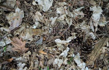 Close up of a tree trunk in the forest