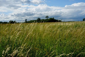 Summer landscape with forest and meadow in the foreground, Beautiful blue sky with white clouds