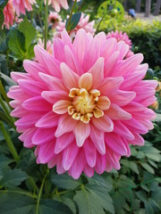pink dahlia in garden