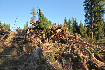 Tree roots after forest cleaning placed on heap, trees with clear sky above background