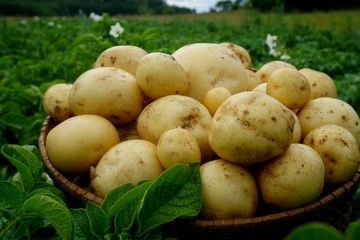 Harvesting new potatoes in a wicker basket on a green potato field. Ecological farm in latvia                