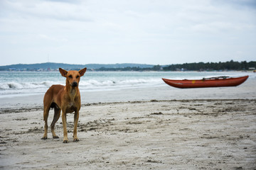 Stray dog and a boat on a beach in Sri lanka.