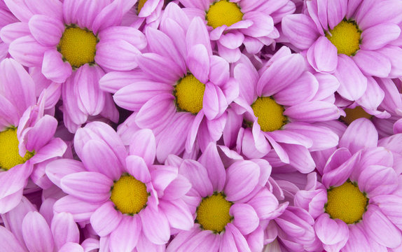 Purple chrysanthemum flowers background or pattern
