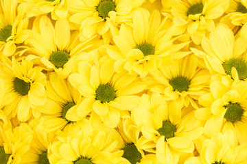 Yellow chrysanthemum flowers background