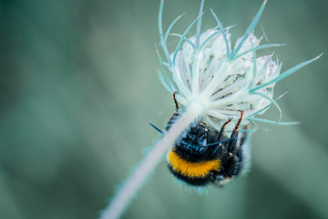 Gros plan d'un bourdon tête à l'envers