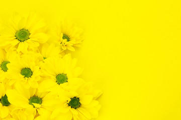 Blooming yellow chrysanthemum flowers on yellow background