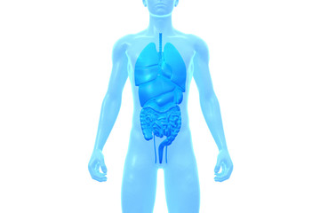 Human Body, Internal Organ, Medical 3D Model