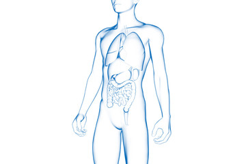 Human Body, Internal Organ, Medical 3D Model