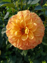 yellow dahlia in garden