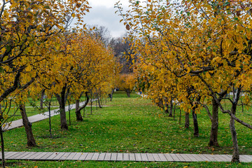 Naklejka premium Apple orchard in autumn. Apple trees with yellow leaves in late autumn.