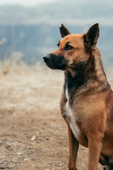 dog looking away