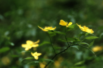 Yellow spring flowers