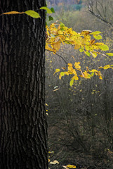 pień i liście © MAYAVADA