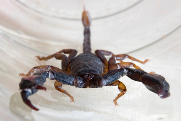 Piccolo scorpione