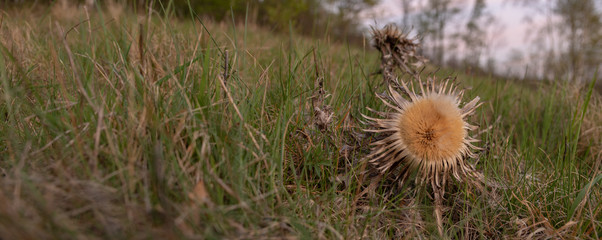 Carlina acaulis,  stemless carline thistle, dwarf carline thistle, or silver thistle