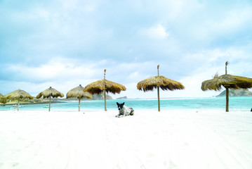 Dog on tropical beach