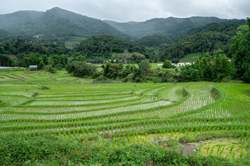 Rice fields of hill tribes in northern Thailand during the rainy season