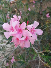 pink flower in garden