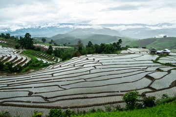 Rice fields of hill tribes in northern Thailand during the rainy season