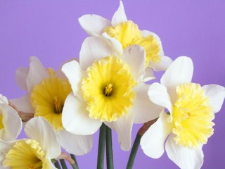 A bouquet of flowers of yellow daffodils in a room close-up 