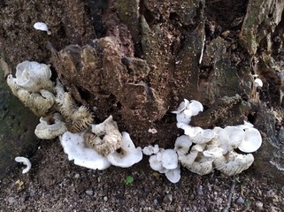 mushrooms on the tree