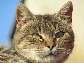 Cat's view while staying on the roof of the house and observing the surroundings