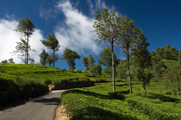 Tea plantations up the way to Lipton Seat, Sri Lanka.