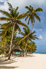 Palmen am karibschen Strand