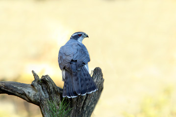 Adult male of Northern goshawk, hawk, goshawk, birds, falcons, Accipiter gentilis