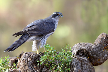Northern goshawk with the last lights of the afternoon, Accipiter gentilis