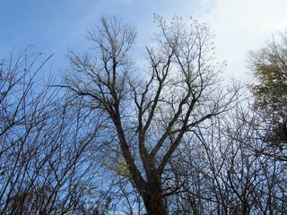 One autumn landscape in the Banat District, Vojvodina Province, Serbia