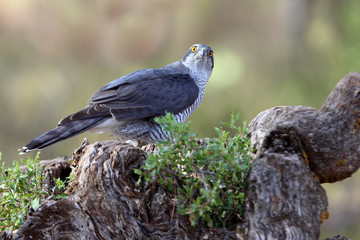Three-year-old Northern Goshawk male on a branch early in the day in a cleared area of a pine forest, Accipiter gentilis, falcon, birds