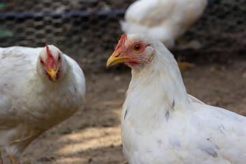 Hen in biofarm. Close up of chicken with blurry background, low angle