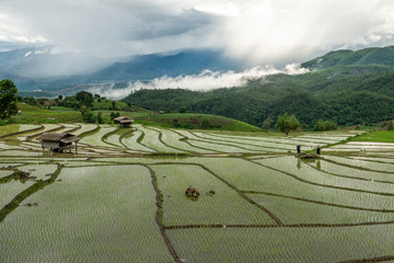 Fototapeta na wymiar Rice fields of hill tribes in northern Thailand during the rainy season