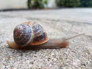 snail on the ground