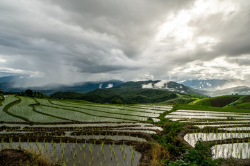Fototapeta na wymiar Rice fields of hill tribes in northern Thailand during the rainy season