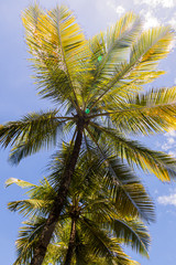Fototapeta na wymiar Karibische Palmen im Gegenlicht