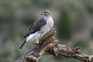 Three-year-old Northern Goshawk male on a branch early in the day in a cleared area of a pine forest, Accipiter gentilis, falcon, birds