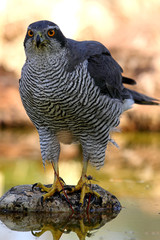Adult male of Northern goshawk photographed with the last lights of the afternoon, Accipiter gentilis